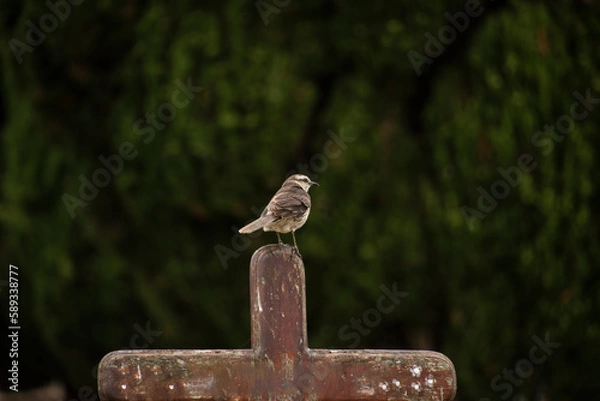 Obraz cementerio catolico con cruz en tumba