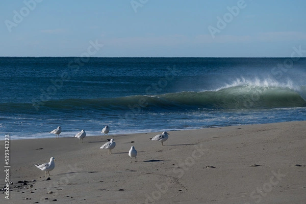Obraz seagulls on the beach