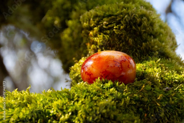 Fototapeta A close up image of a red carnelian crystal on a moss covered tree branch in bright sunlight.