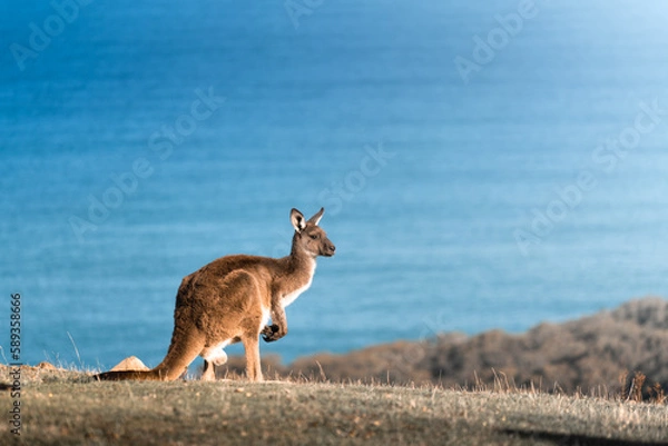 Obraz Deep Creek Kangaroo