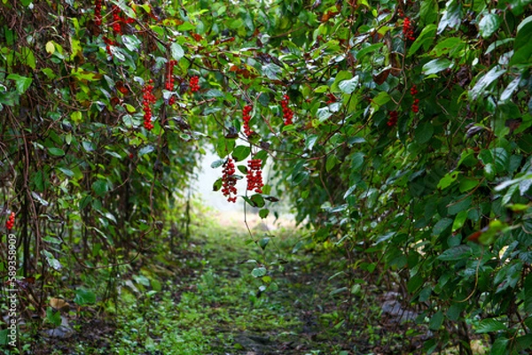 Obraz 오미자 터널