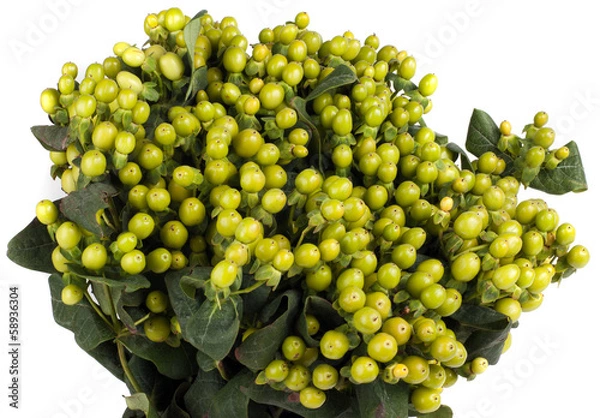 Obraz Hypericum berries