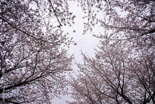 Fototapeta 비 올 것 같은 흐린 날 벚꽃 하늘