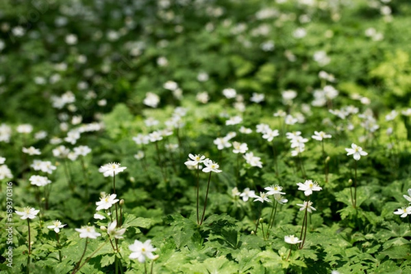 Obraz ニリンソウ