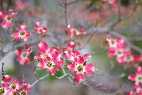Fototapeta ピンクのハナミズキ