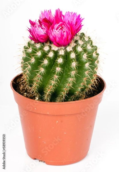 Obraz cactus
