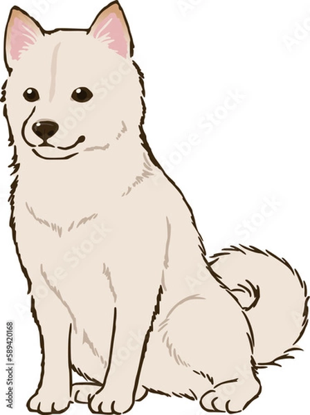 Obraz お座りする柴犬（白）