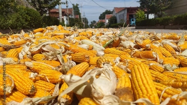 Obraz corn on the cob