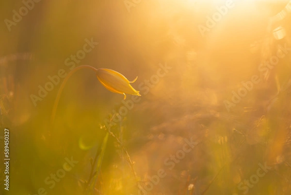 Obraz tulipe sauvage 