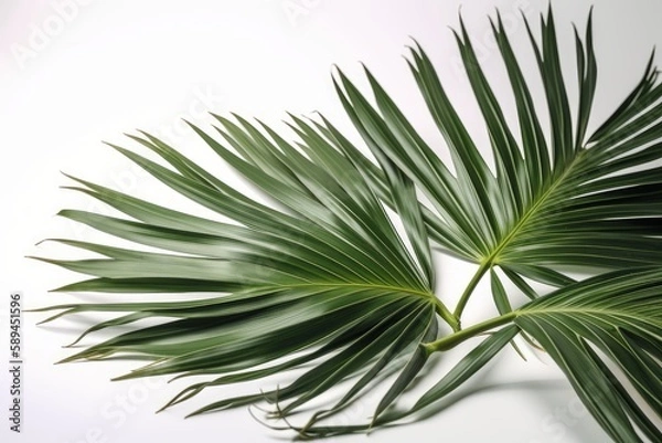Obraz palm leaves isolated on white background, generative ai