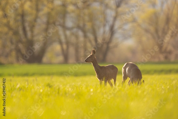 Fototapeta chevreuil