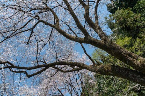 Fototapeta 樹木公園の桜　満開