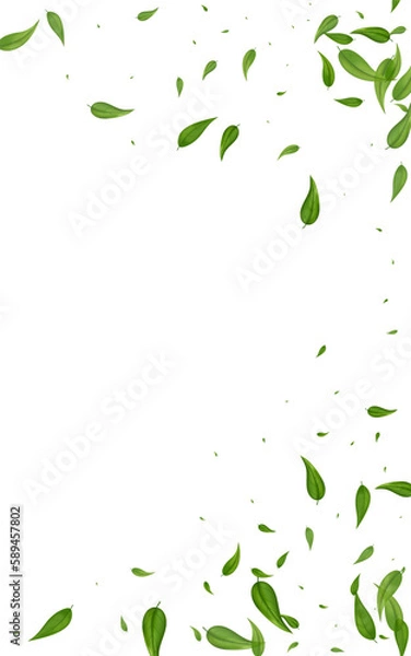 Fototapeta Mint Leaf Fly Vector White Background Brochure.