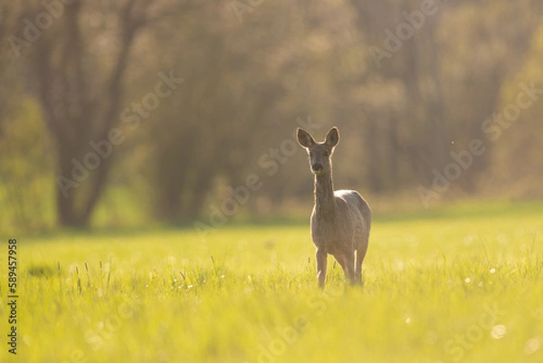 Fototapeta chevreuil