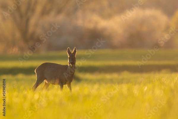 Fototapeta chevreuil