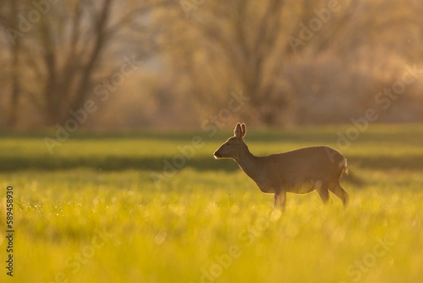 Fototapeta chevreuil