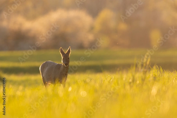 Fototapeta chevreuil