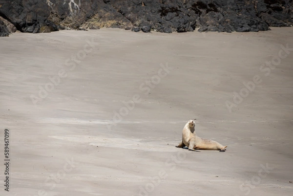 Obraz White Fur Seal