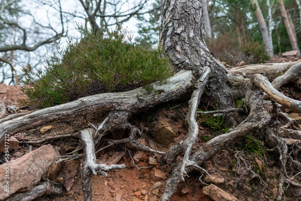 Fototapeta Roots and dead wood of a tree in the forest