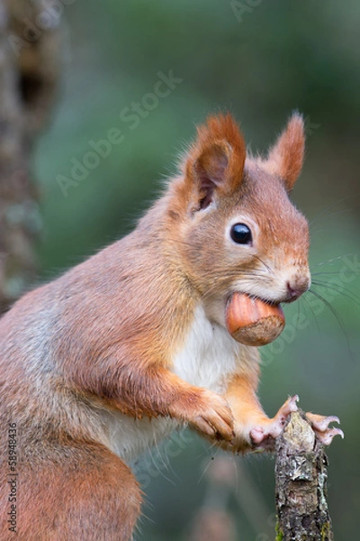 Fototapeta Eichhörnchen