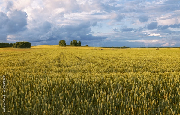 Fototapeta Ripening wheat in a field in a cloudy summer day
