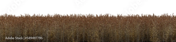 Fototapeta a wheat field on a transparent background - 3D Illustration