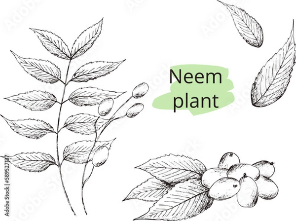 Fototapeta Hand drawn digital image of neem sprig. 
Eps horizontal vintage pattern.  
Line sketch silhouette of plant on 
transparent  background.