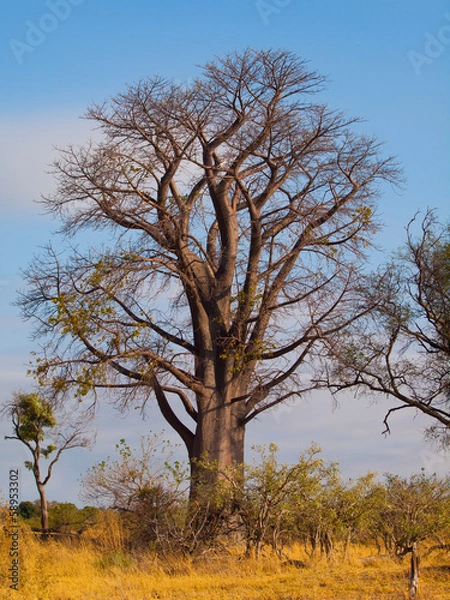 Fototapeta Baobab tree