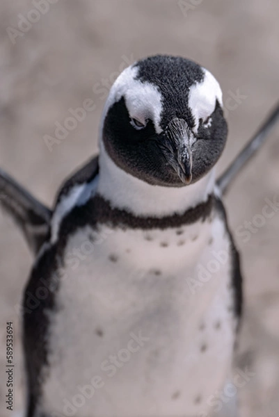 Obraz King's penguin