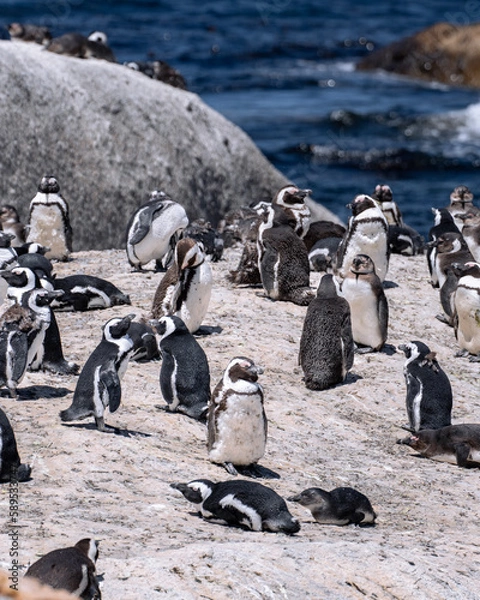 Obraz King's penguins