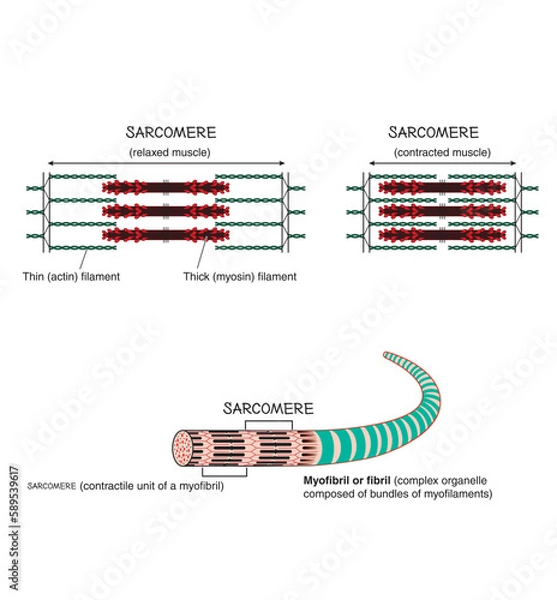 Fototapeta Detail of a muscle sarcomere showing thin and thick filaments and mechanism of mechanical contraction