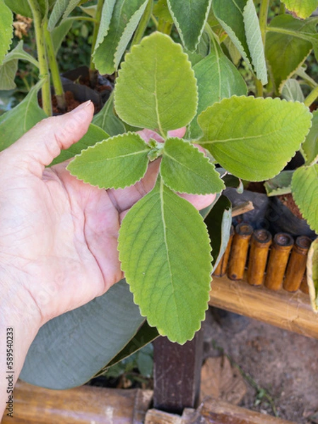 Fototapeta Textured leaves of Coleus barbatus also called boldo brasileiro,  boldo gaucho, boldo-da-terra and boldo-de-jardim. Used to make tea and medicinal products.