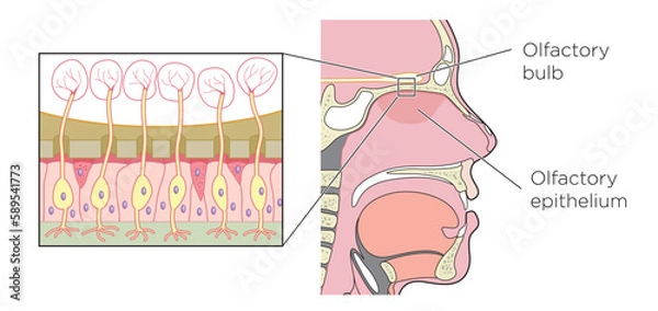 Fototapeta Detail of the olfactory bulb (olfactory organ) showing the nerve cells between the bulb and the olfactory epithelium