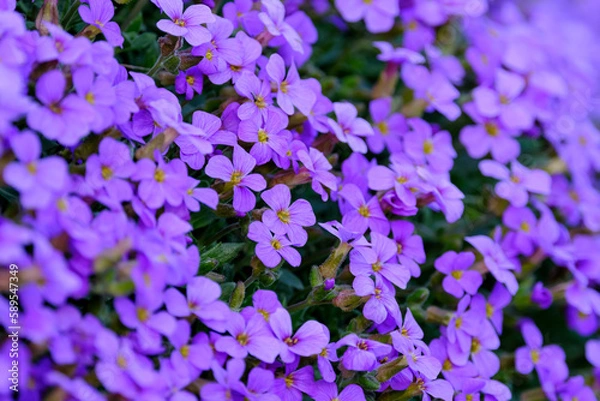 Fototapeta Forget-me-nots flower, aubrieta flower closeup, aubrieta deltoidea, abstract spring background.