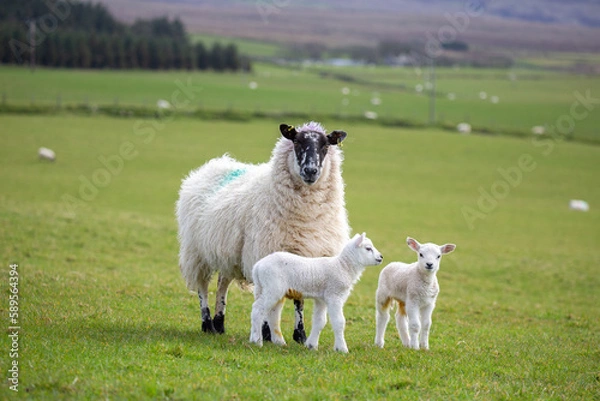 Obraz Sheep in County Antrim, Northern Ireland. Ewe with lamb