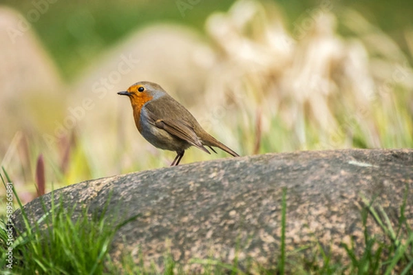 Fototapeta robin on a stone