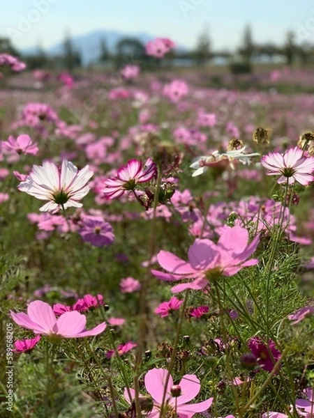 Fototapeta 코스모스