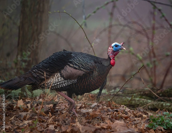 Obraz Spring Wild Turkey