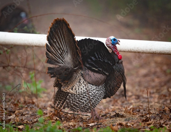 Obraz Spring Wild Turkey