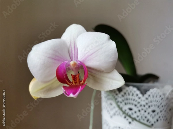 Obraz Single Phalaenopsis flower with white and purple petals 