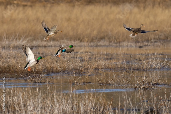 Obraz Mallard ducks flying in flight