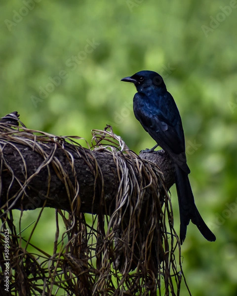 Fototapeta Black Drongo rested on the branches of trees, green background 