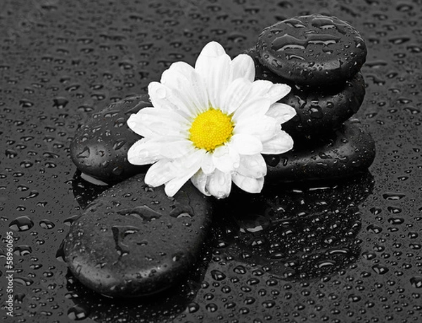 Fototapeta black stones and white flower with water drops