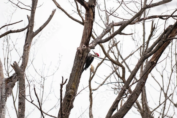 Fototapeta Pileated Woodpecker on tree trunk