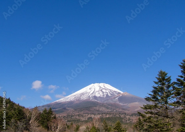 Fototapeta 松林の向こうの富士山