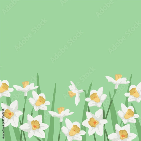 Obraz Spring banner with daffodils. Flowers background for design.