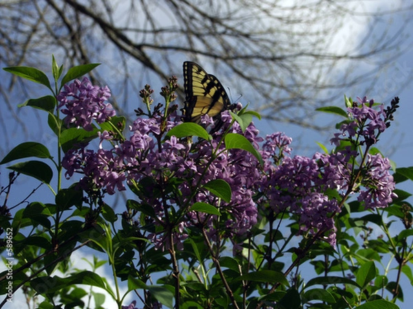 Obraz lilac &butterfly
