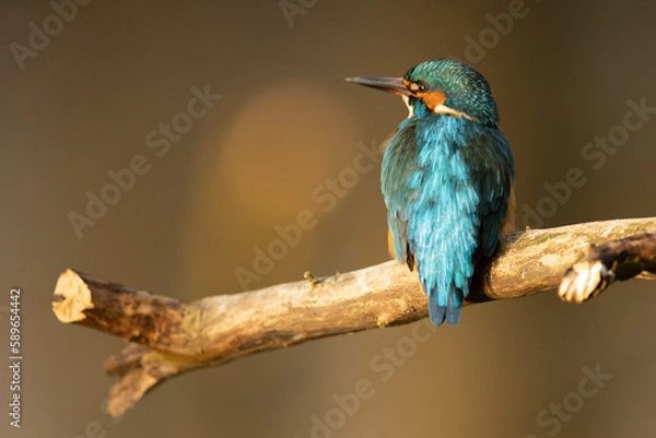Obraz Kingfisher