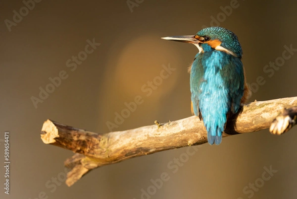 Obraz Kingfisher