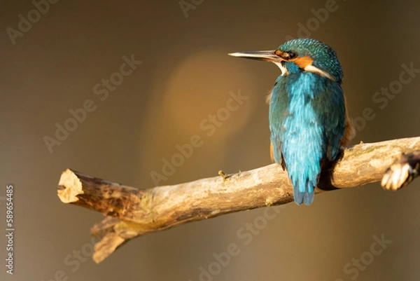 Obraz Kingfisher